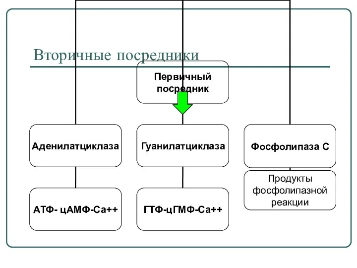 Вторичные посредники