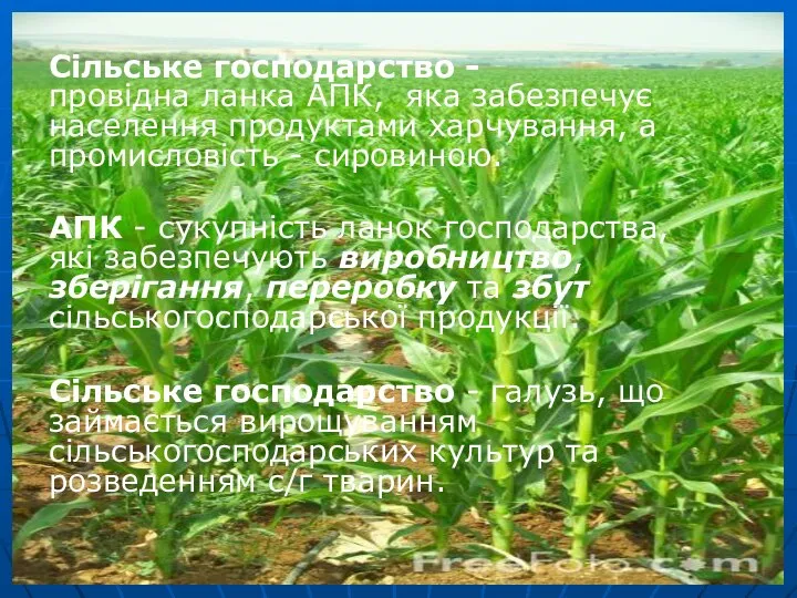 Сільське господарство - провідна ланка АПК, яка забезпечує населення продуктами харчування,