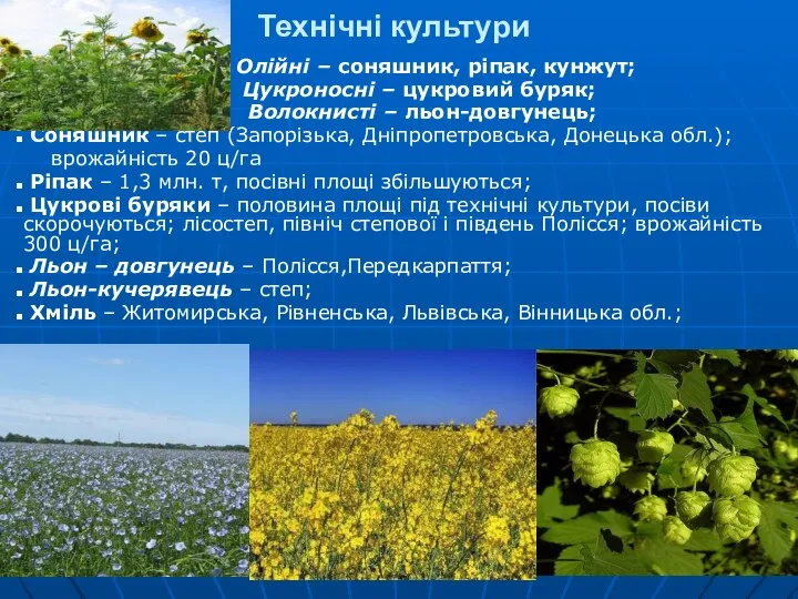 Технічні культури Олійні – соняшник, ріпак, кунжут; Цукроносні – цукровий буряк;