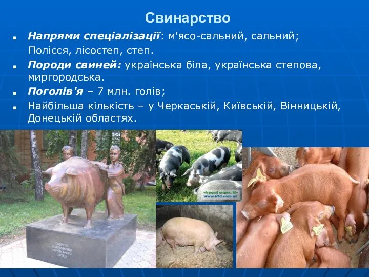 Свинарство Напрями спеціалізації: м'ясо-сальний, сальний; Полісся, лісостеп, степ. Породи свиней: українська