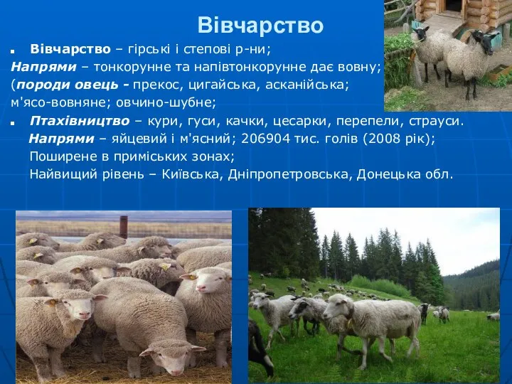 Вівчарство Вівчарство – гірські і степові р-ни; Напрями – тонкорунне та