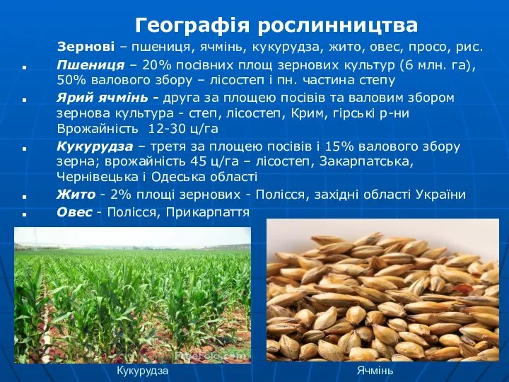 Кукурудза Ячмінь Географія рослинництва Зернові – пшениця, ячмінь, кукурудза, жито, овес,