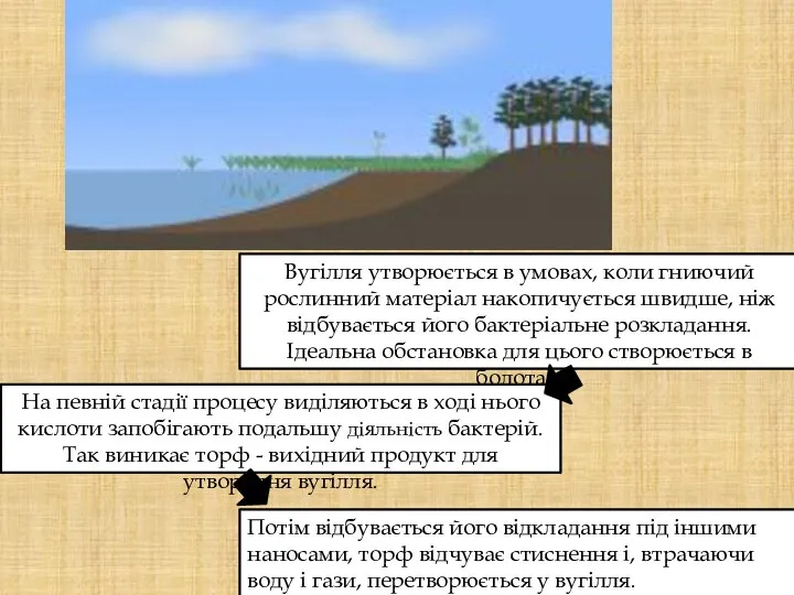 Вугілля утворюється в умовах, коли гниючий рослинний матеріал накопичується швидше, ніж