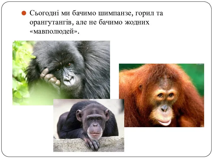 Сьогодні ми бачимо шимпанзе, горил та орангутангів, але не бачимо жодних «мавполюдей».