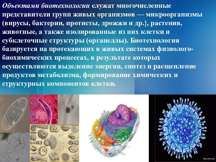 Объектами биотехнологии служат многочисленные представители групп живых организмов — микроорганизмы (вирусы,