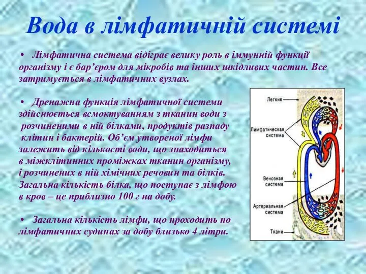 Вода в лімфатичній системі Лімфатична система відіграє велику роль в іммунній