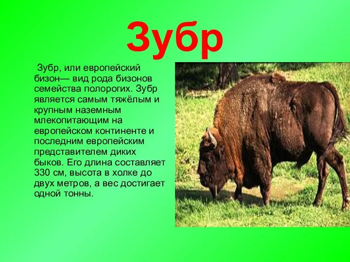 Зубр Зубр, или европейский бизон— вид рода бизонов семейства полорогих. Зубр