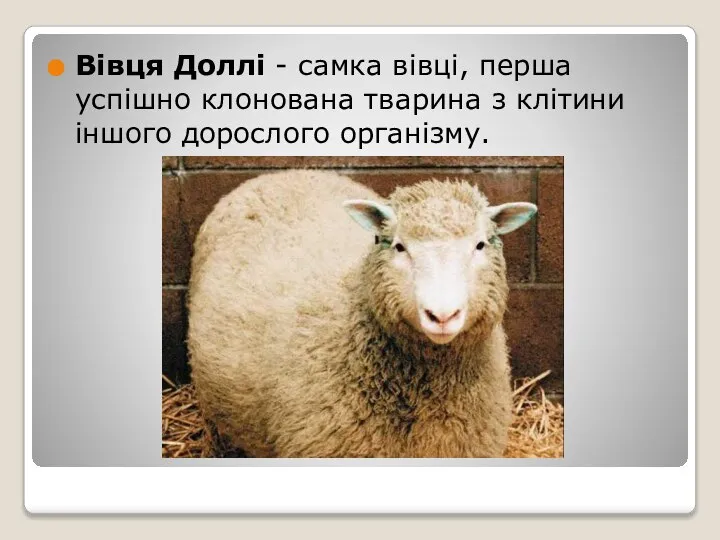 Вівця Доллі - самка вівці, перша успішно клонована тварина з клітини іншого дорослого організму.