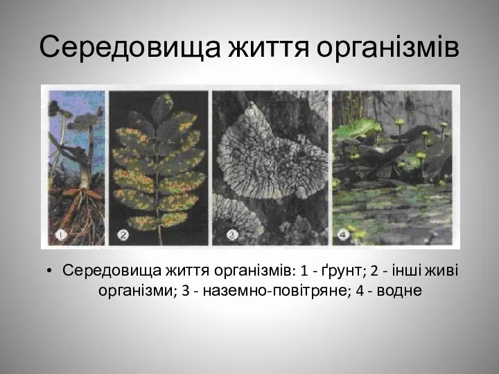 Середовища життя організмів Середовища життя організмів: 1 - ґрунт; 2 -