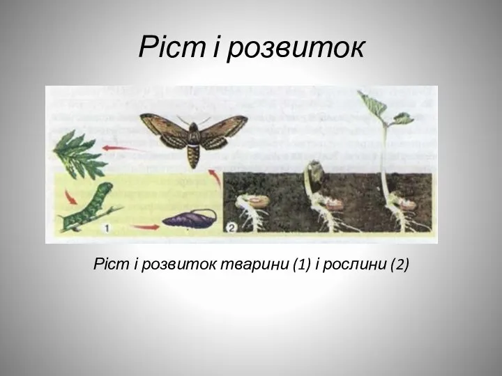 Ріст і розвиток Ріст і розвиток тварини (1) і рослини (2)