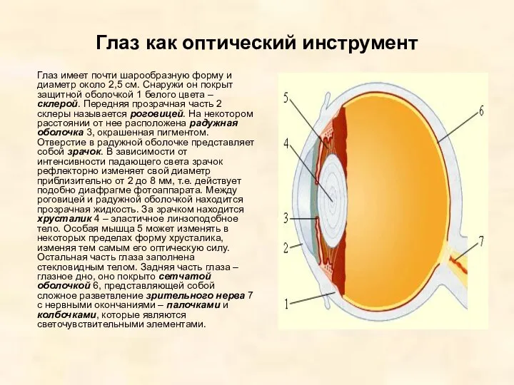 Глаз как оптический инструмент Глаз имеет почти шарообразную форму и диаметр