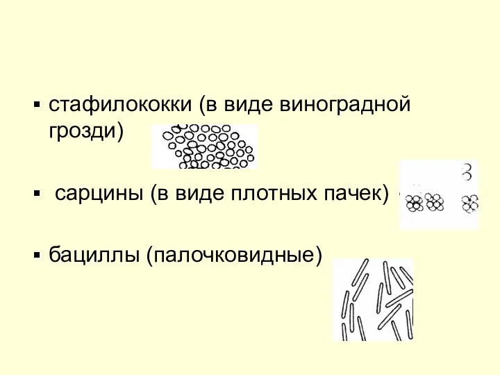 стафилококки (в виде виноградной грозди) сарцины (в виде плотных пачек) бациллы (палочковидные)