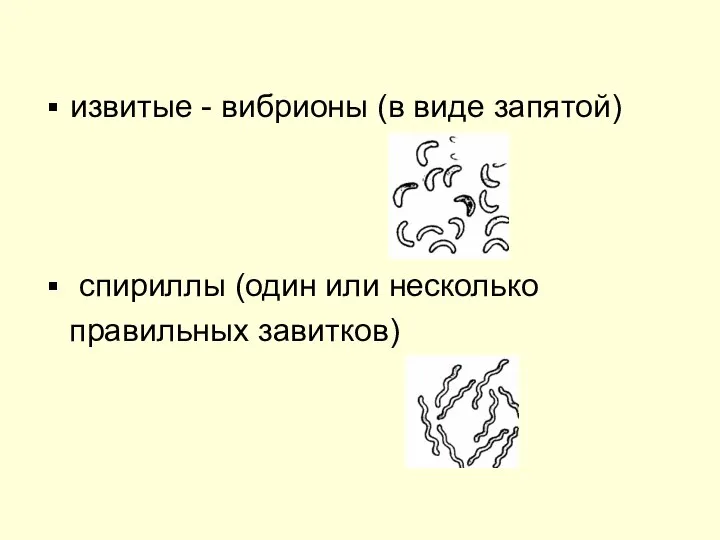 извитые - вибрионы (в виде запятой) спириллы (один или несколько правильных завитков)