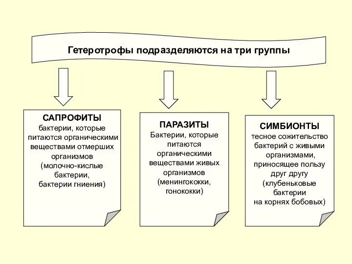 Гетеротрофы подразделяются на три группы САПРОФИТЫ бактерии, которые питаются органическими веществами