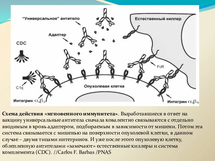 Схема действия «мгновенного иммунитета». Выработавшиеся в ответ на вакцину универсальные антитела