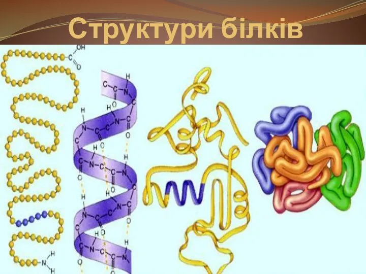 Структури білків