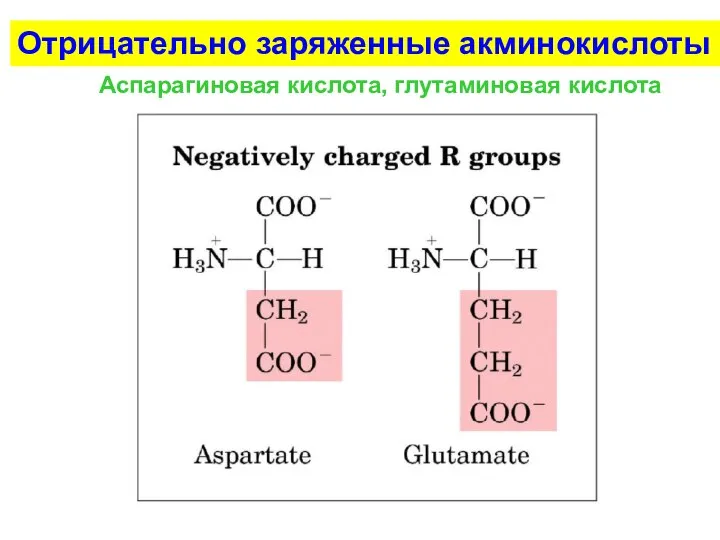 Отрицательно заряженные акминокислоты Аспарагиновая кислота, глутаминовая кислота