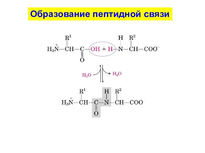 Образование пептидной связи