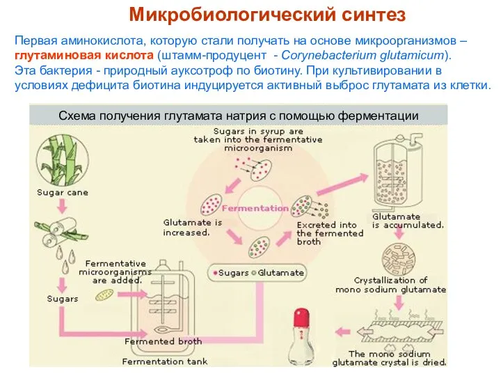 Первая аминокислота, которую стали получать на основе микроорганизмов – глутаминовая кислота