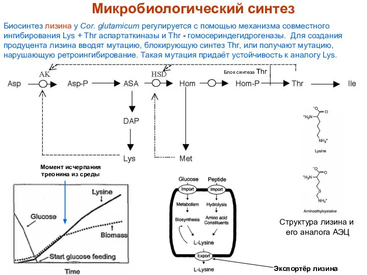 Микробиологический синтез Биосинтез лизина у Cor. glutamicum регулируется с помощью механизма