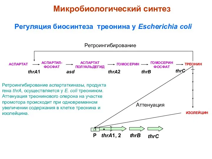 АСПАРТАТ ИЗОЛЕЙЦИН Регуляция биосинтеза треонина у Escherichia coli Ретроингибирование thrA1, 2