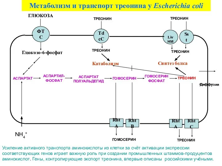 Диффузия Метаболизм и транспорт треонина у Escherichia coli ТРЕОНИН Усиление активного