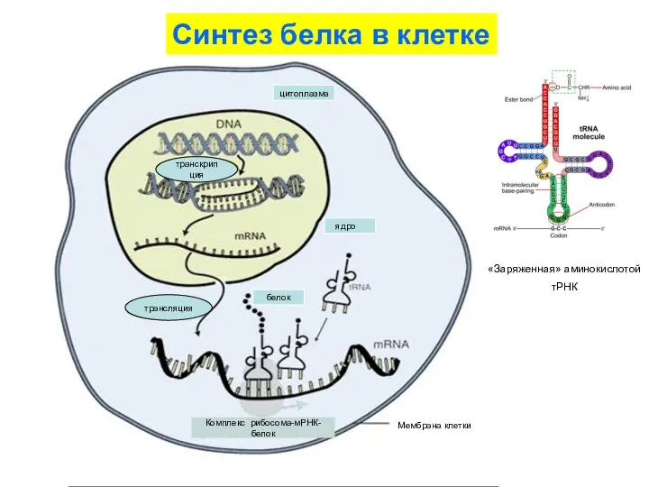 Синтез белка в клетке белок Мембрана клетки трансляция транскрипция Комплекс рибосома-мРНК-
