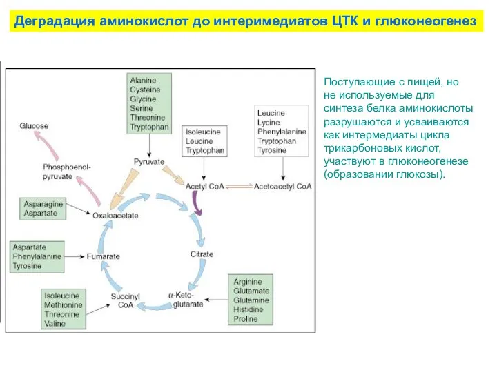 Деградация аминокислот до интеримедиатов ЦТК и глюконеогенез Поступающие с пищей, но