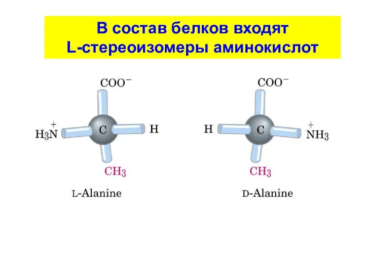 В состав белков входят L-стереоизомеры аминокислот