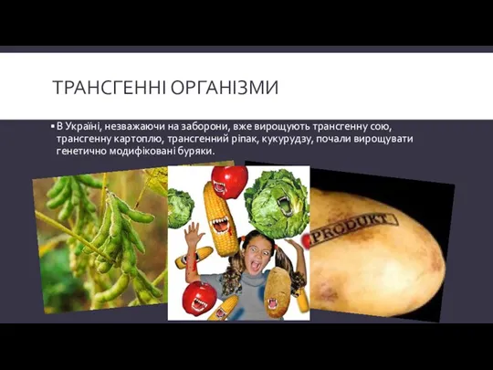 Трансгенні організми В Україні, незважаючи на заборони, вже вирощують трансгенну сою,