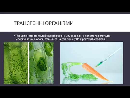 Трансгенні організми Перші генетично модифіковані організми, одержані з допомогою методів молекулярної