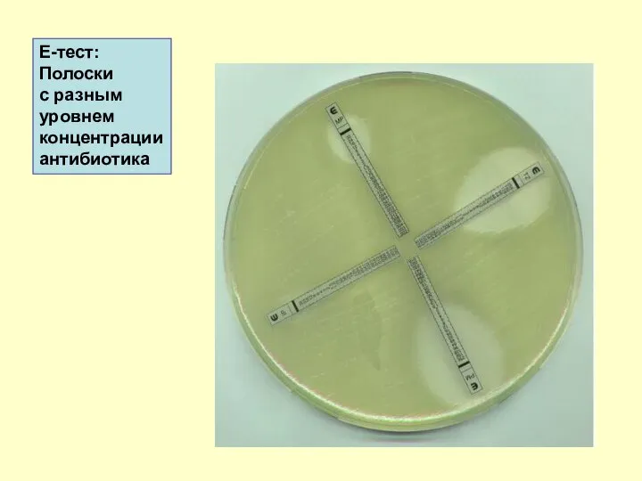 Е-тест: Полоски с разным уровнем концентрации антибиотика