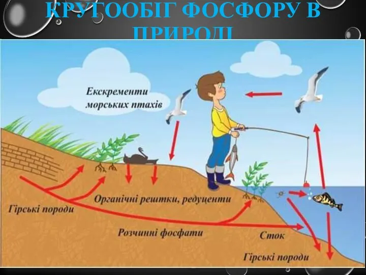 Кругообіг фосфору в природі