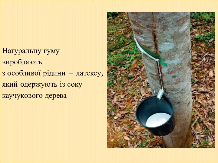 Натуральну гуму виробляють з особливої рідини – латексу, який одержують із соку каучукового дерева