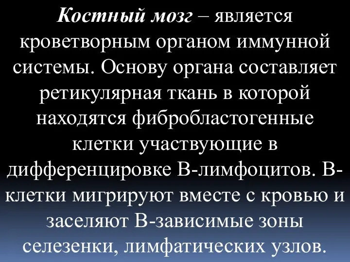 Костный мозг – является кроветворным органом иммунной системы. Основу органа составляет