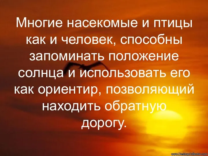 Многие насекомые и птицы как и человек, способны запоминать положение солнца