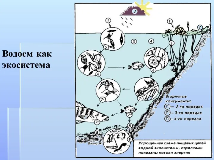 Водоем как экосистема