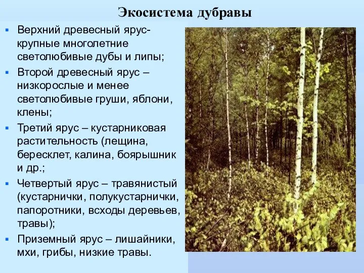 Экосистема дубравы Верхний древесный ярус- крупные многолетние светолюбивые дубы и липы;