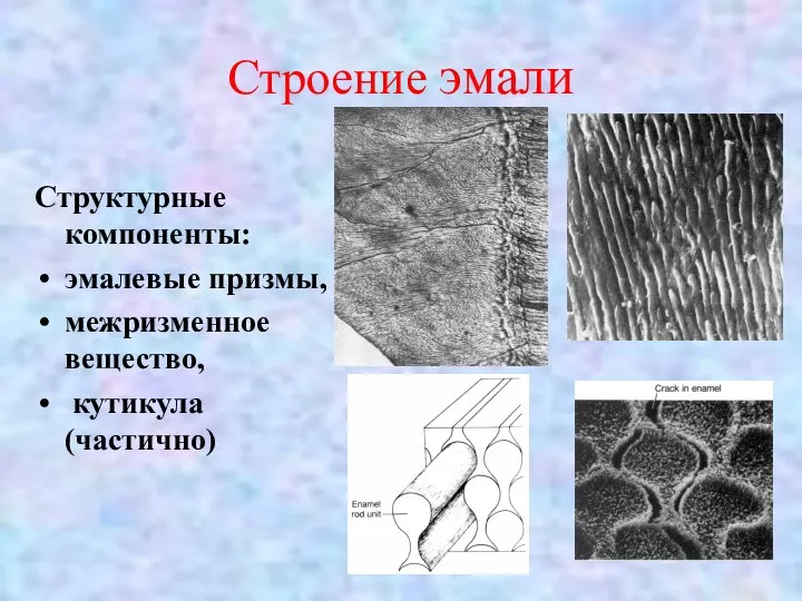 Строение эмали Структурные компоненты: эмалевые призмы, межризменное вещество, кутикула (частично)