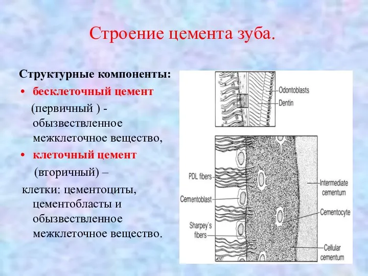 Строение цемента зуба. Структурные компоненты: бесклеточный цемент (первичный ) - обызвествленное