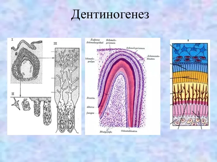 Дентиногенез