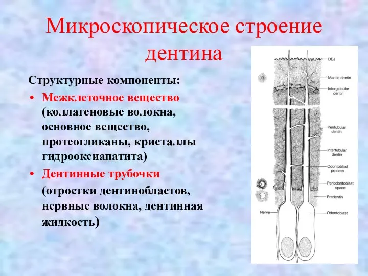 Микроскопическое строение дентина Структурные компоненты: Межклеточное вещество (коллагеновые волокна, основное вещество,