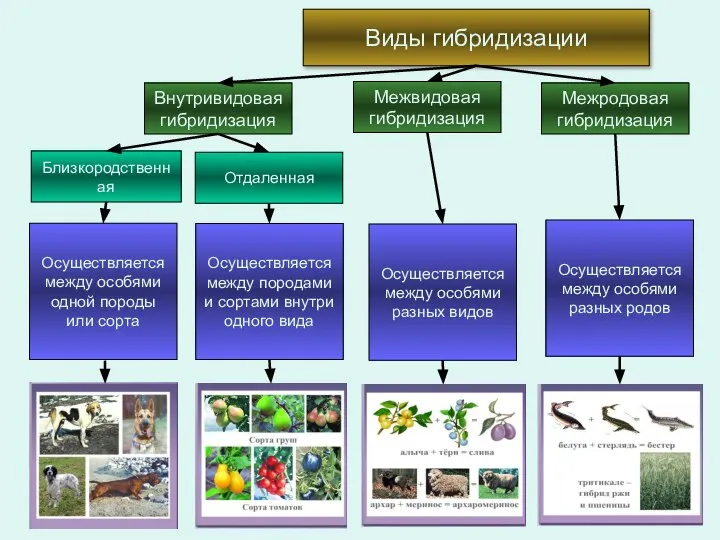 Виды гибридизации Внутривидовая гибридизация Отдаленная Близкородственная Межвидовая гибридизация Межродовая гибридизация Осуществляется