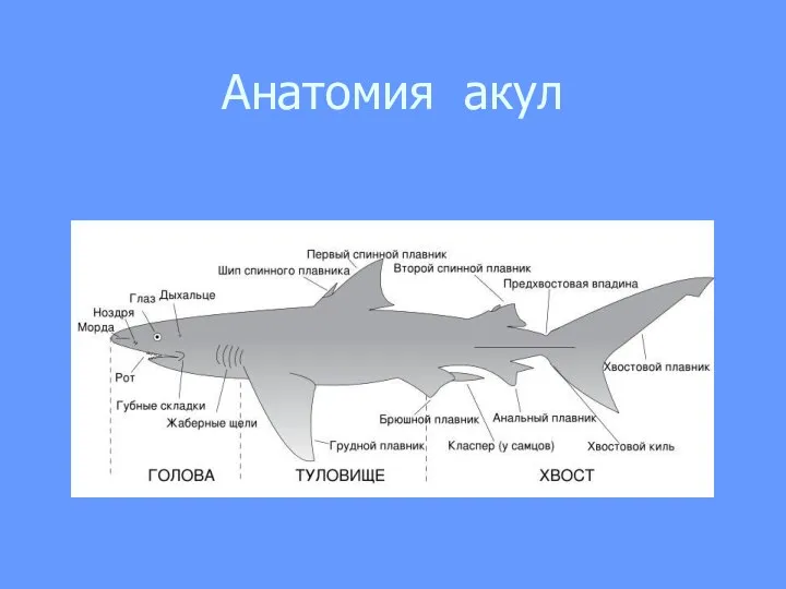 Анатомия акул