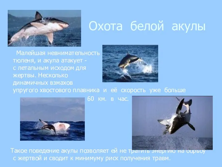 Охота белой акулы Малейшая невнимательность тюленя, и акула атакует - с