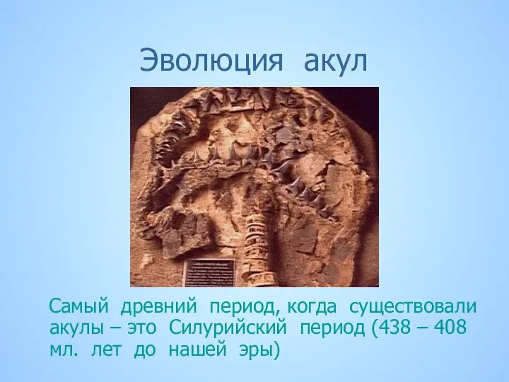 Эволюция акул Самый древний период, когда существовали акулы – это Силурийский