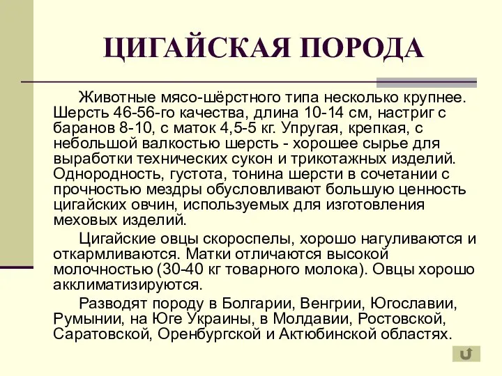 ЦИГАЙСКАЯ ПОРОДА Животные мясо-шёрстного типа несколько крупнее. Шерсть 46-56-го качества, длина