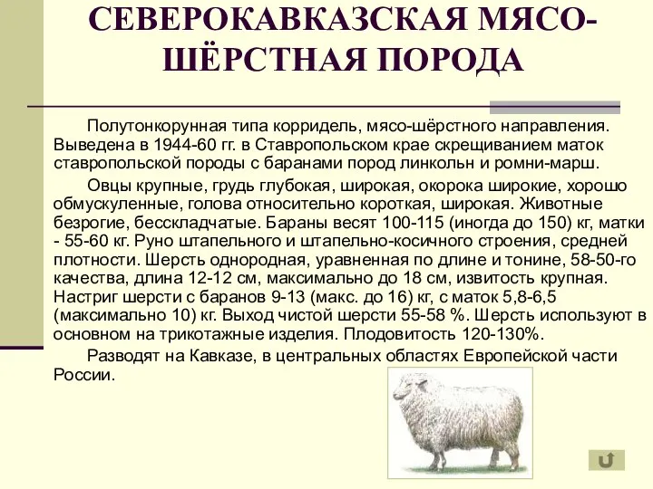 СЕВЕРОКАВКАЗСКАЯ МЯСО-ШЁРСТНАЯ ПОРОДА Полутонкорунная типа корридель, мясо-шёрстного направления. Выведена в 1944-60