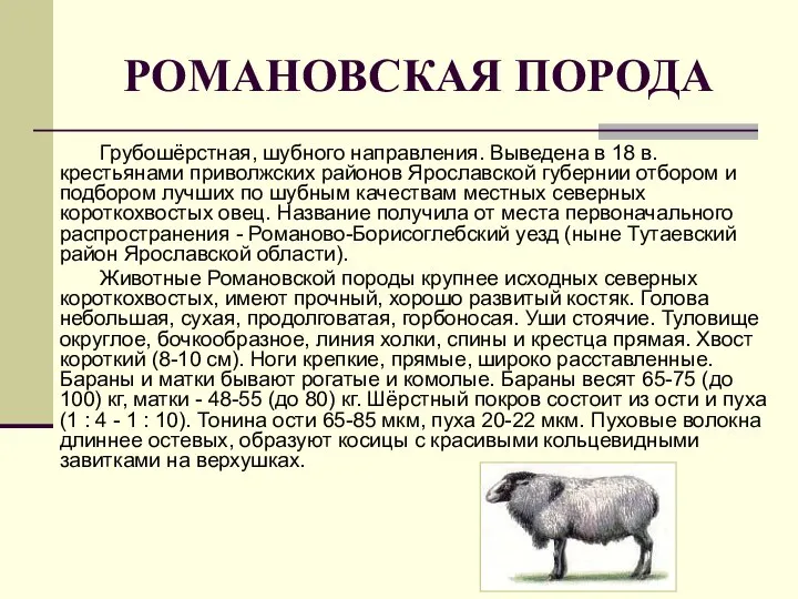 РОМАНОВСКАЯ ПОРОДА Грубошёрстная, шубного направления. Выведена в 18 в. крестьянами приволжских