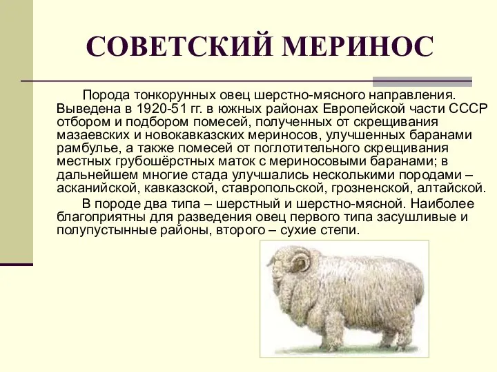 СОВЕТСКИЙ МЕРИНОС Порода тонкорунных овец шерстно-мясного направления. Выведена в 1920-51 гг.